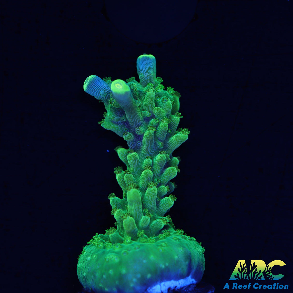 Paletta Tri Color Acro