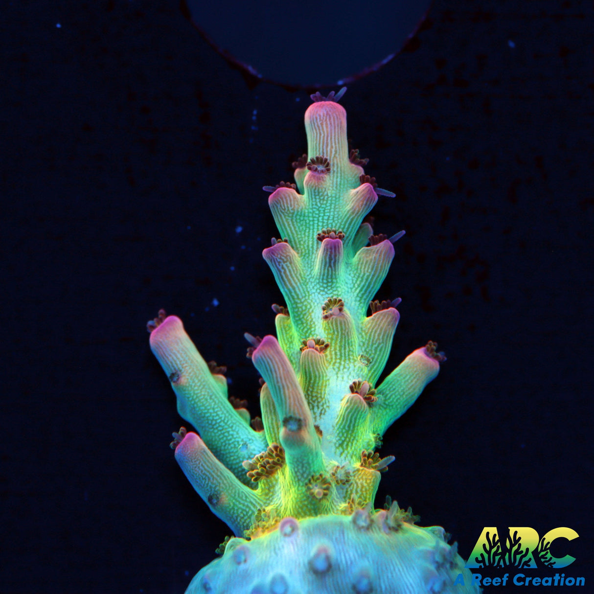 ARC Joe Cool Acro