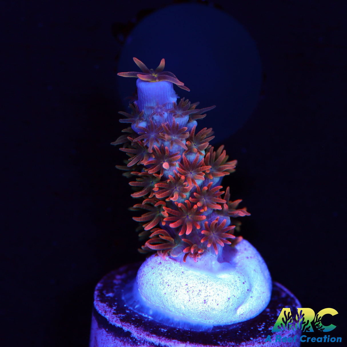 ARC Angry Birds Acro