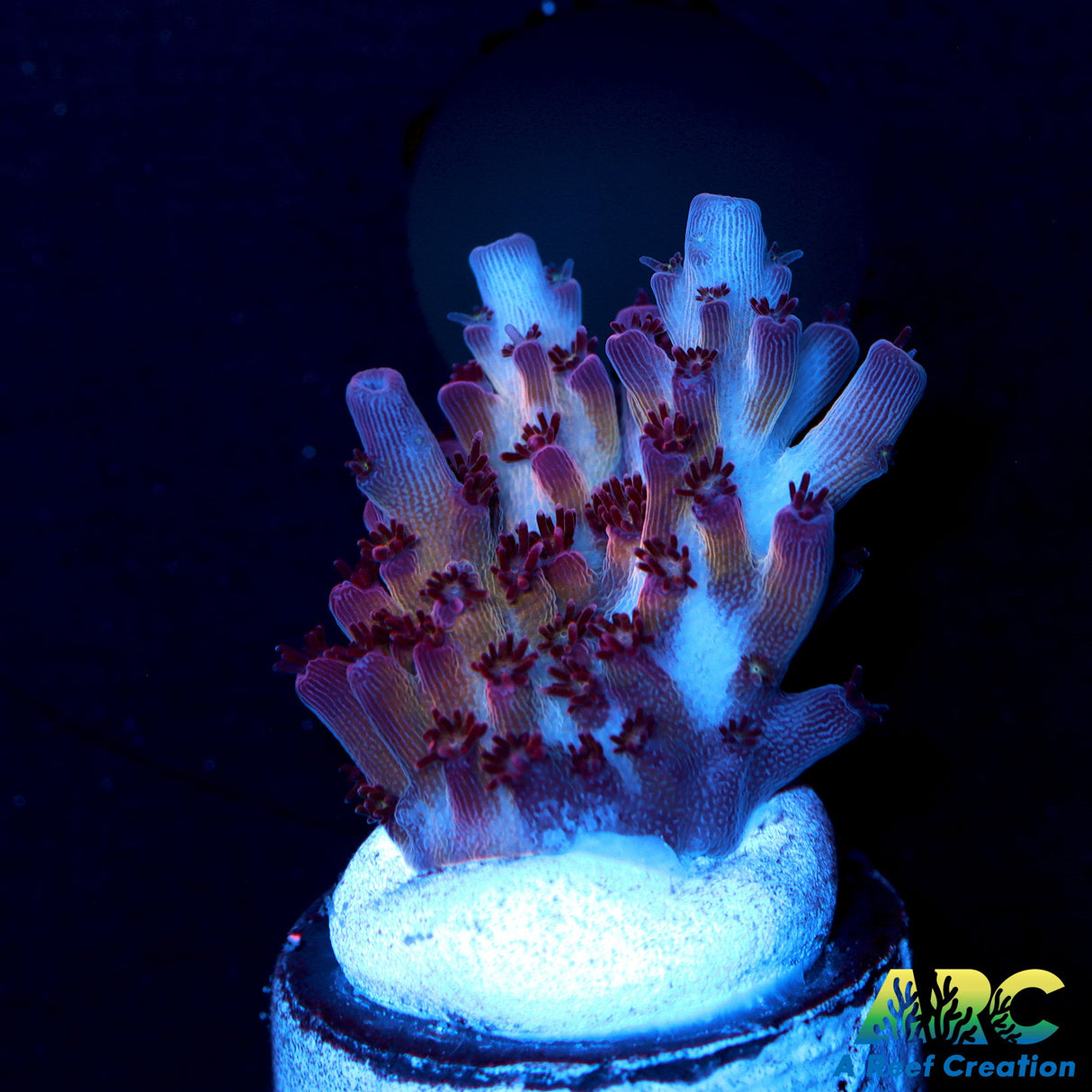 ARC Pomogranate Table