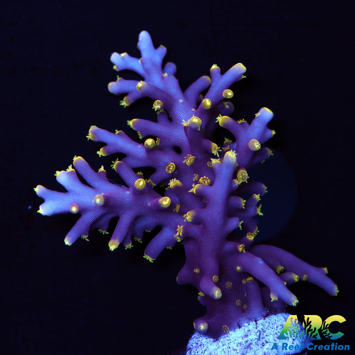 WWC Little Red Ferrari