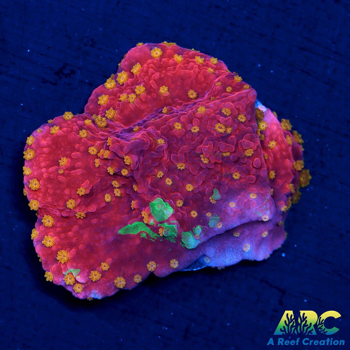 WWC Grafted Sunfire Monti