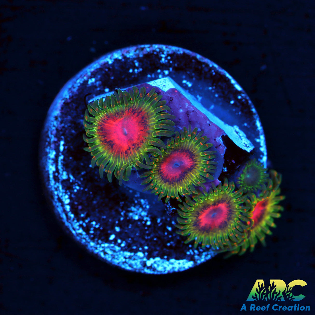 Awesome Blossom Zoas