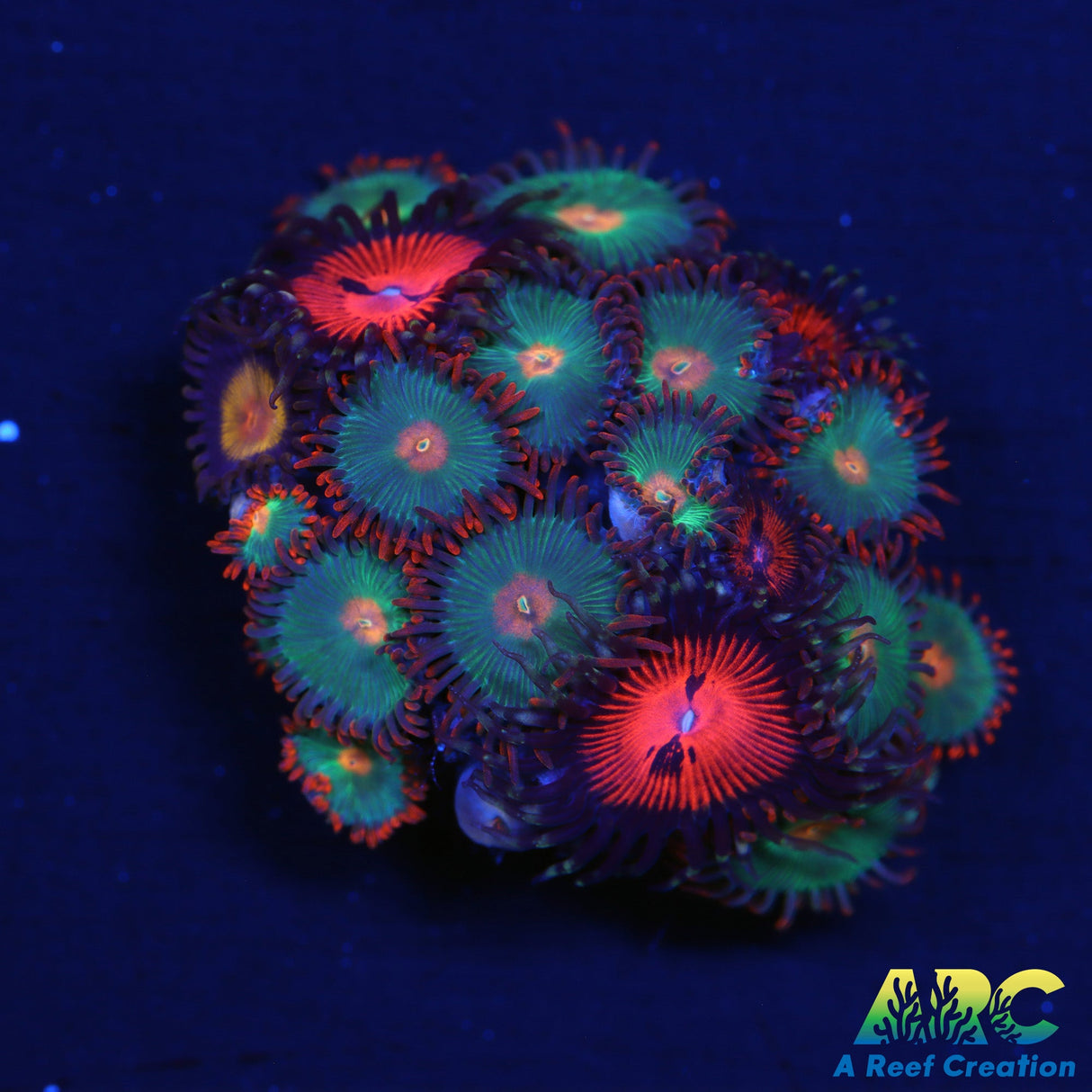 Multi-flavor Gatorade Zoas