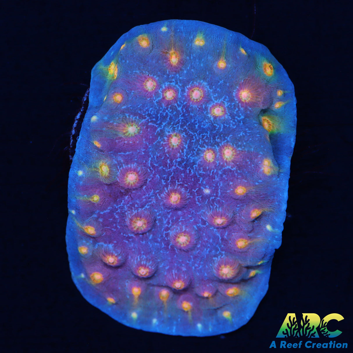 ARC Haleys Comet Plating Cyphastrea