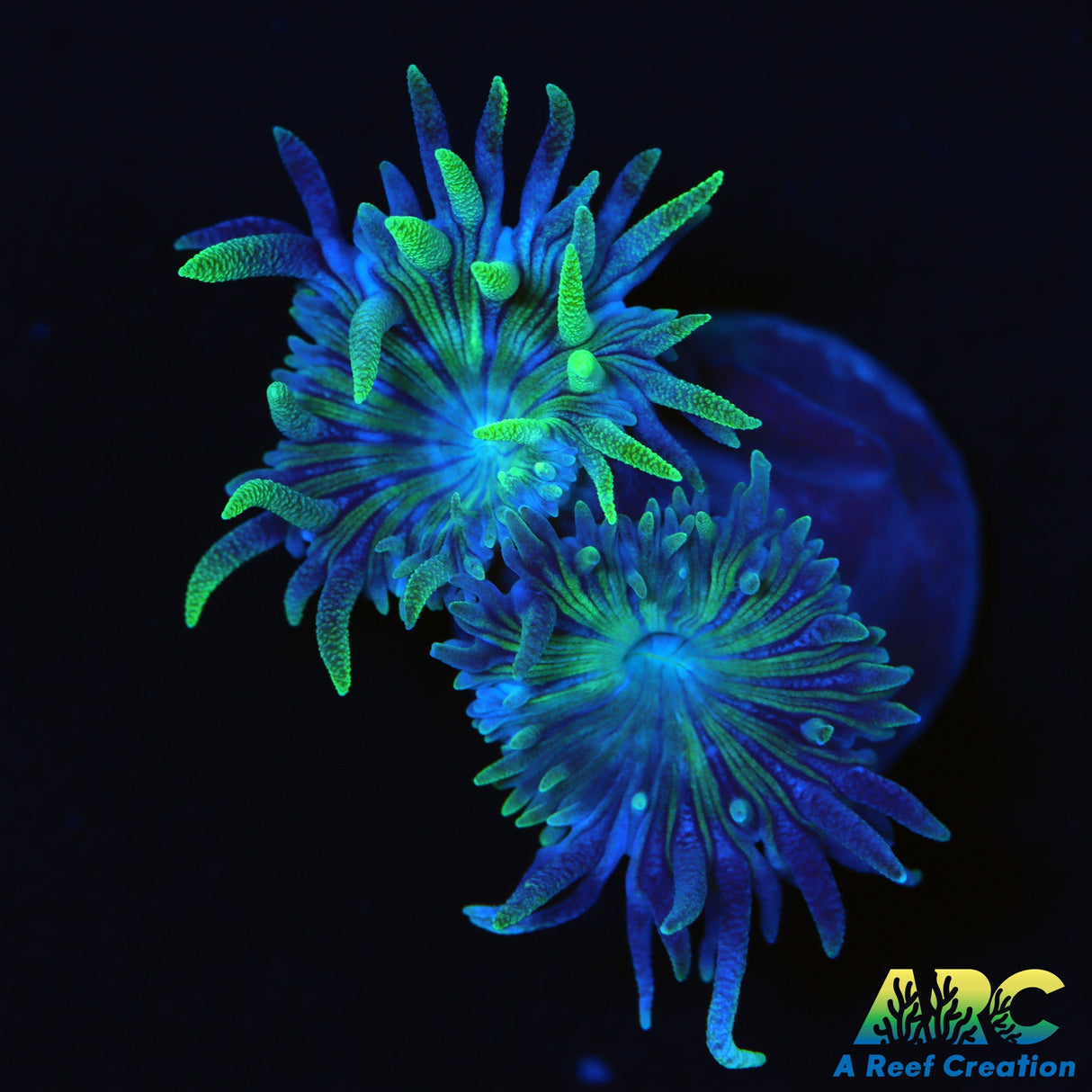 ARC Lemon Lime Duncan