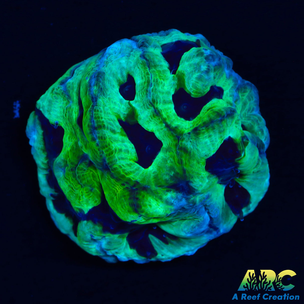 ARC Green And Purple Maze