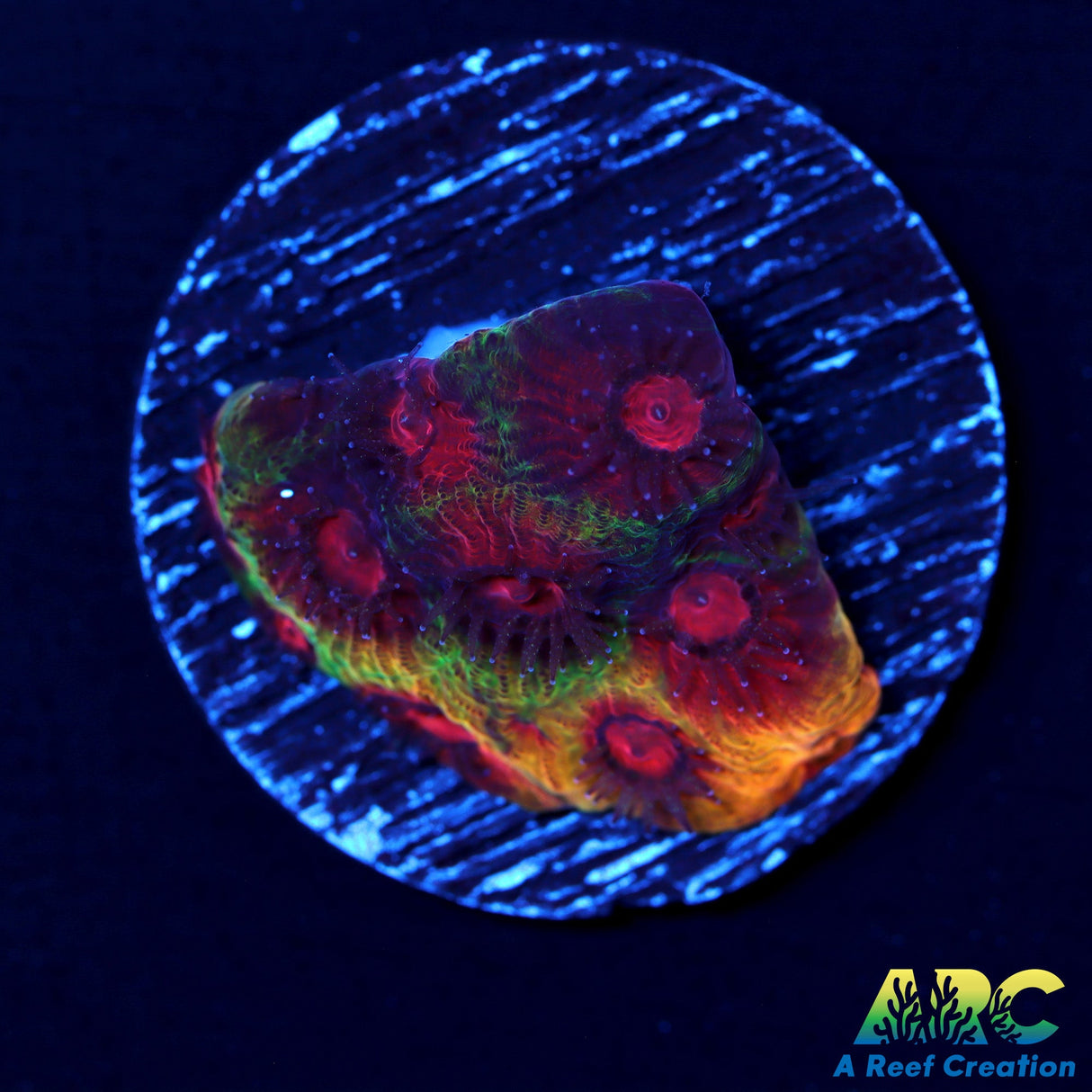 ARC Darth Maul Favia