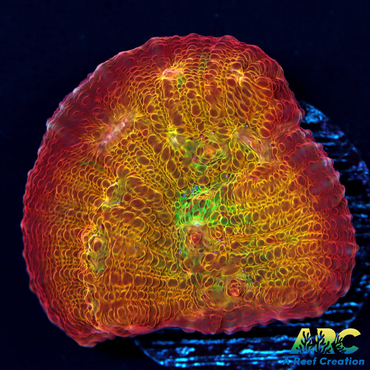 ARC Ludicrous Chalice