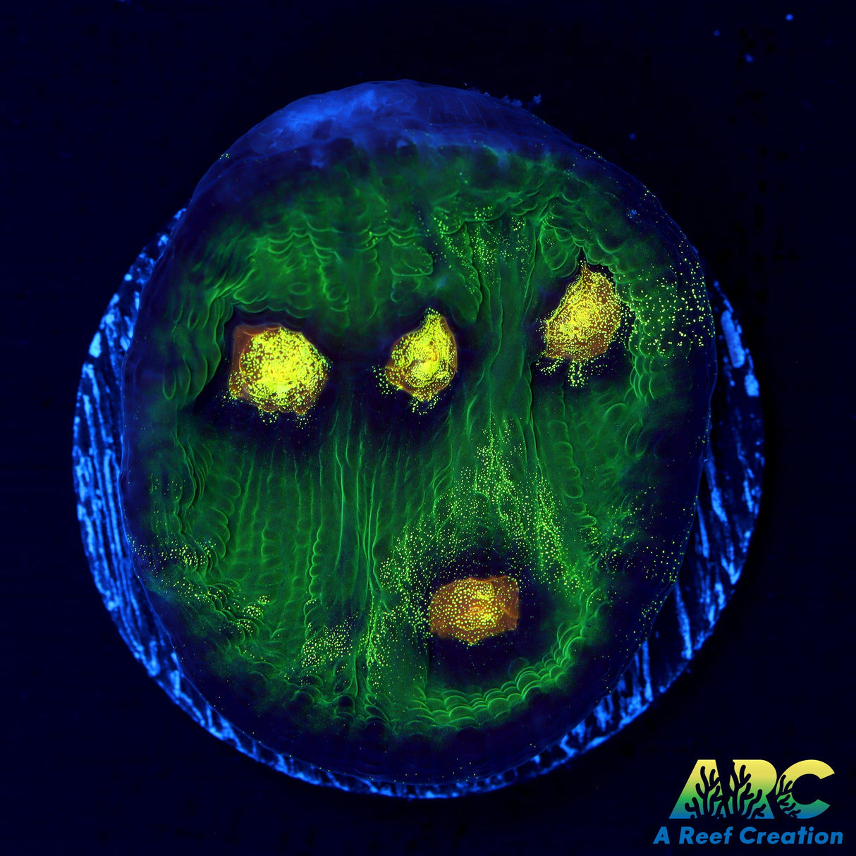 JF Raja Rampage Chalice