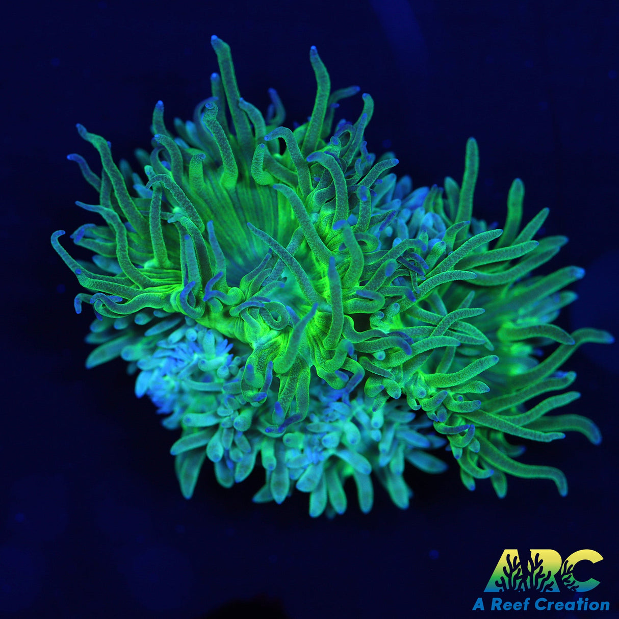 Multi Head Green Duncan