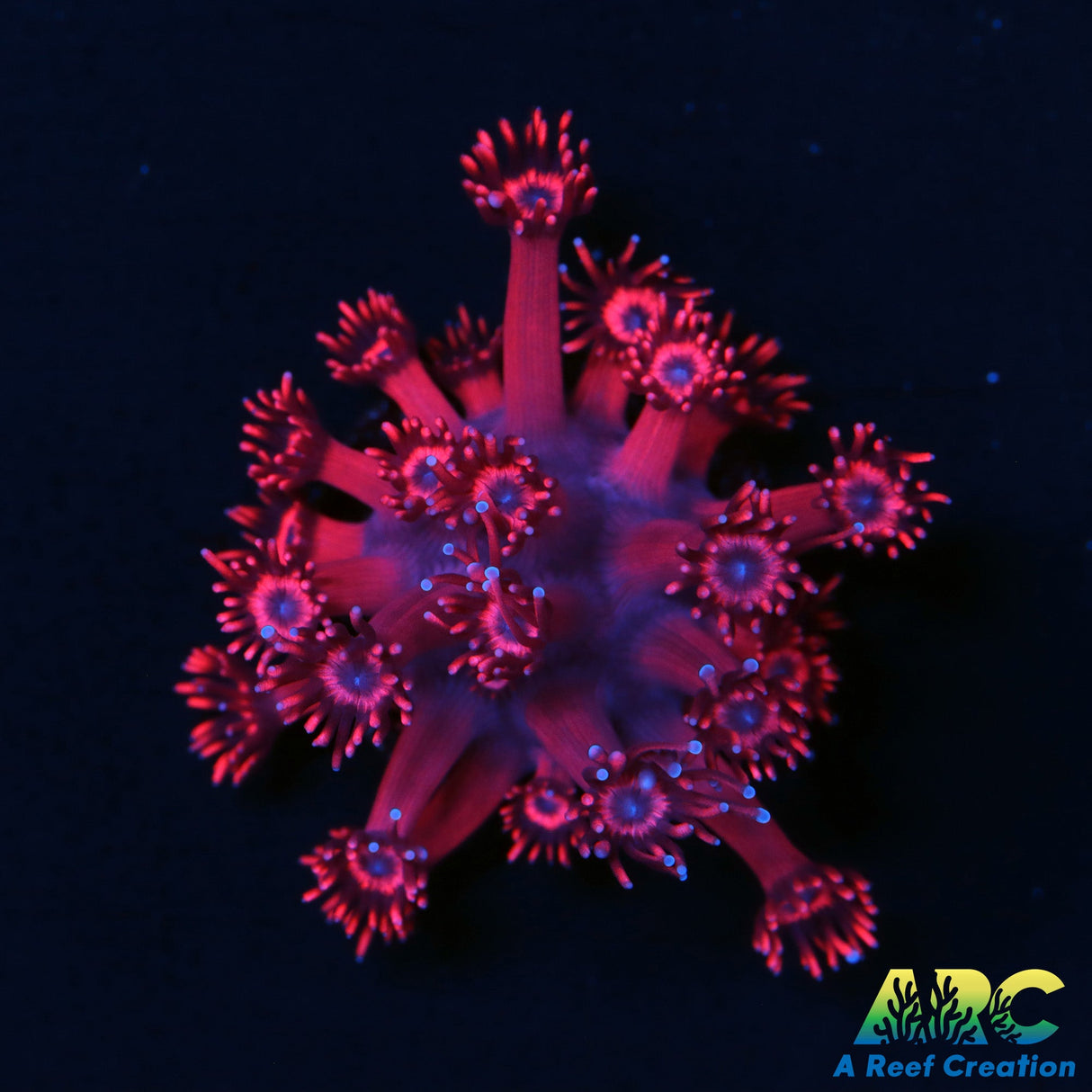 ARC Really Red Goni