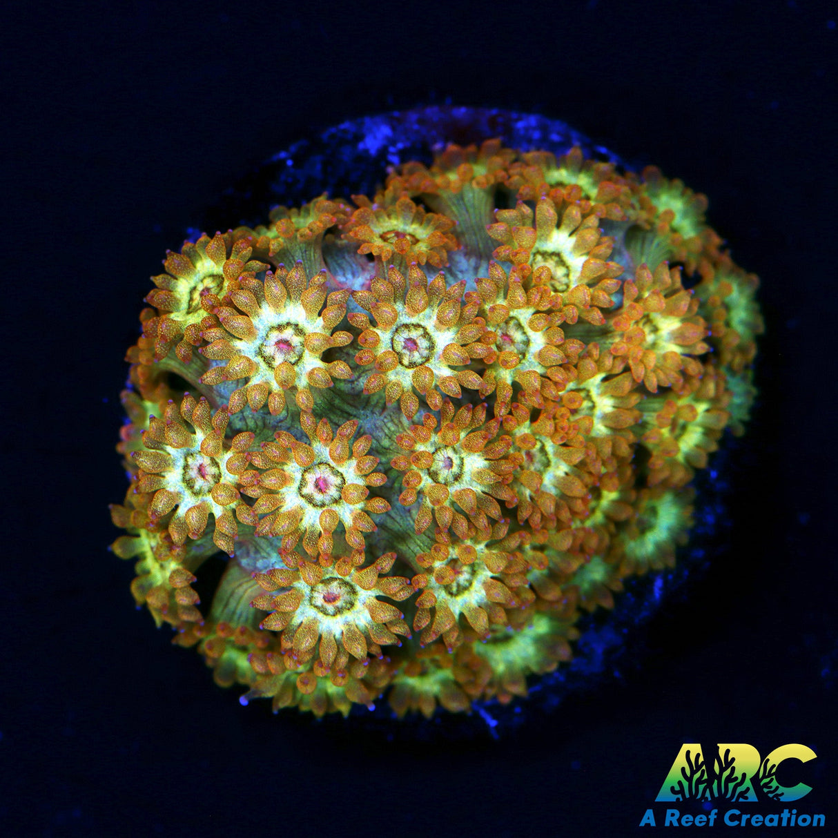 TCK Combustion Bernard