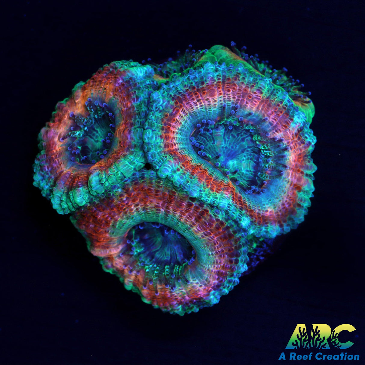 ARC Lavendar Acan