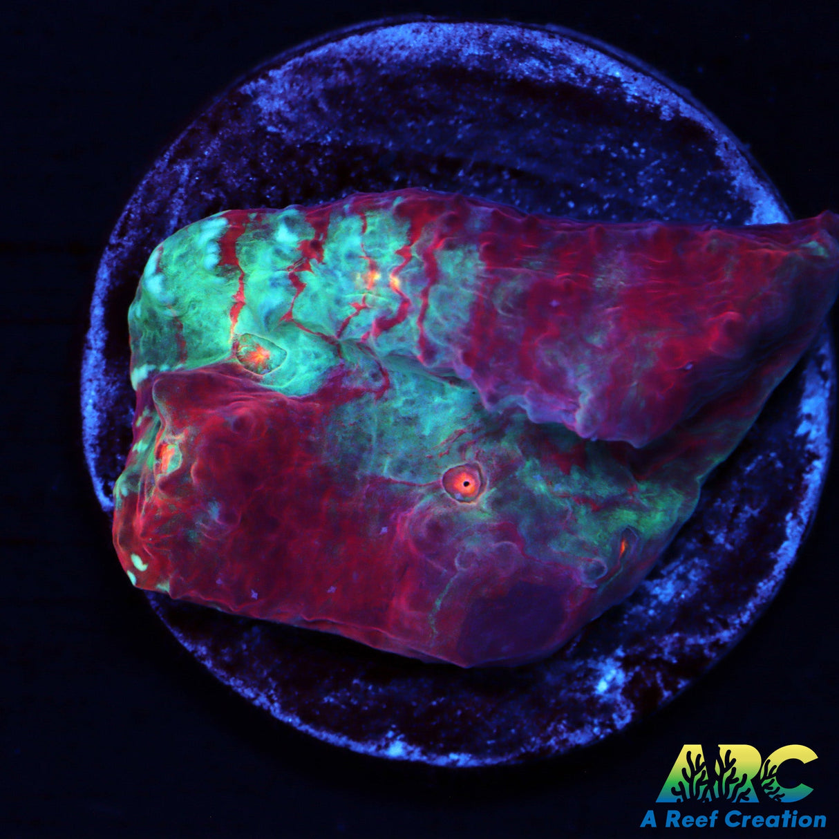 ARC Crazy Calypso Chalice