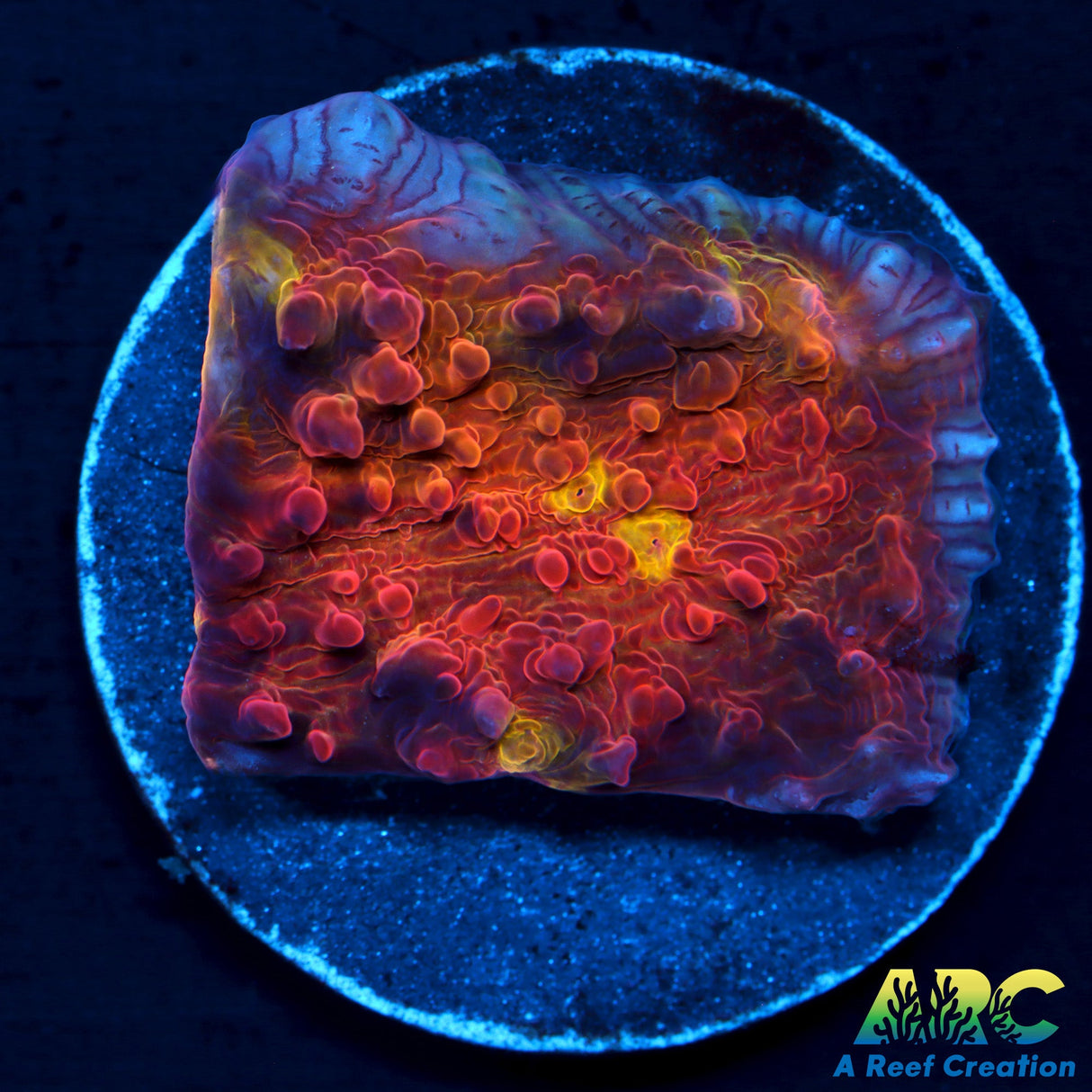 ARC Molton Lava Chalice