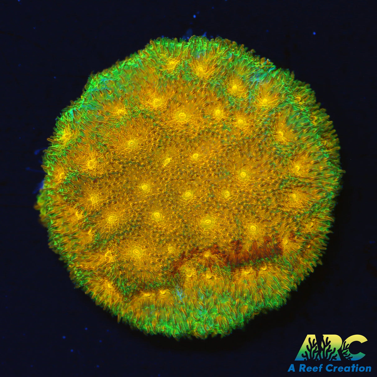 Watermelon Psammocora