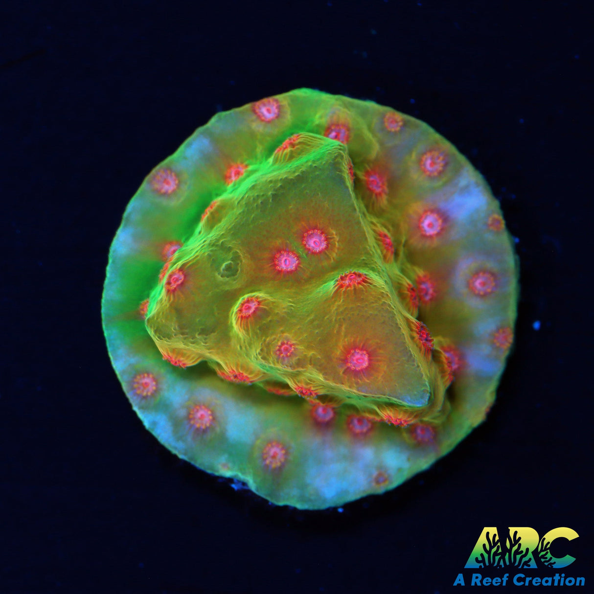 WWC Defcon Cyphastrea