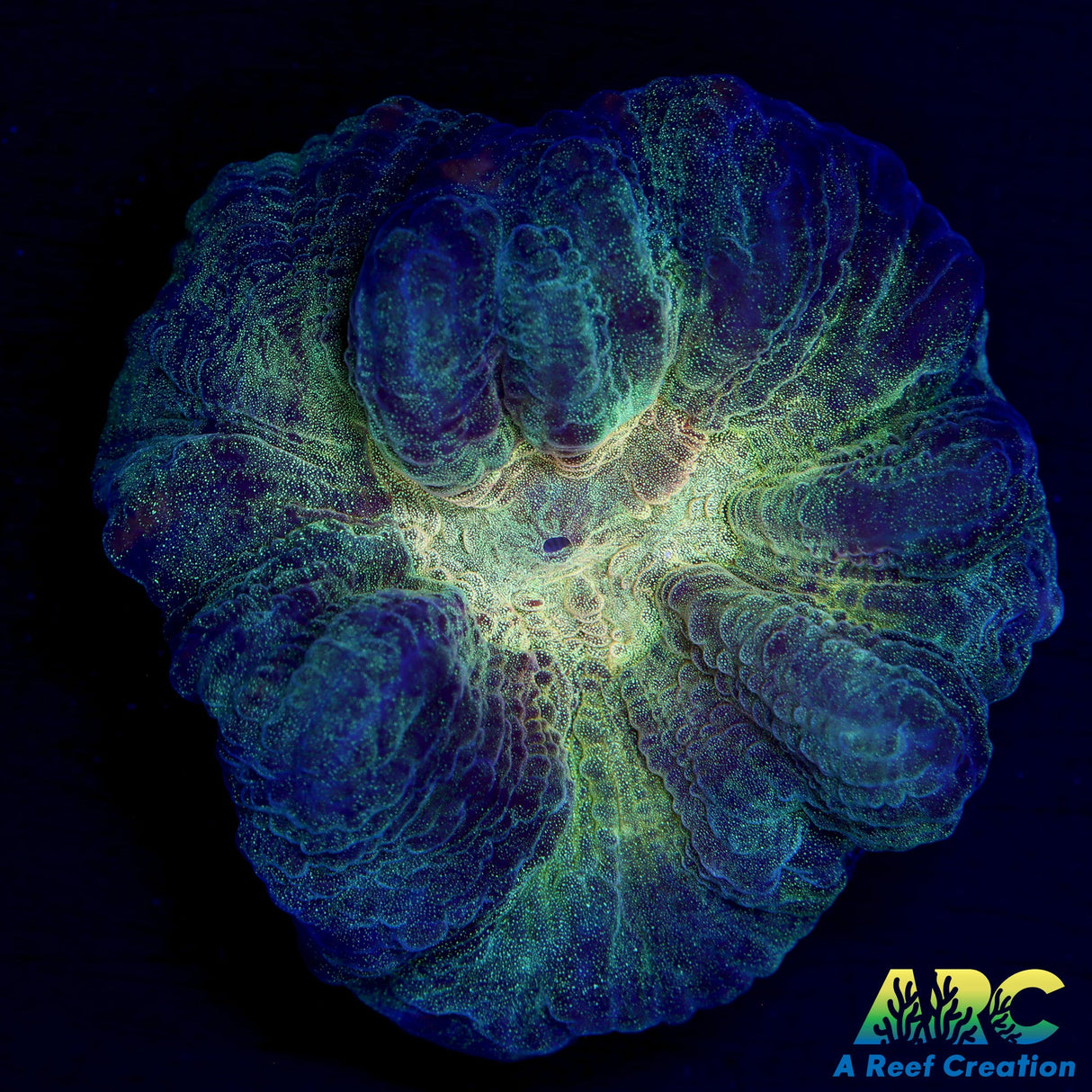 ARC Fake Invader Pectinia