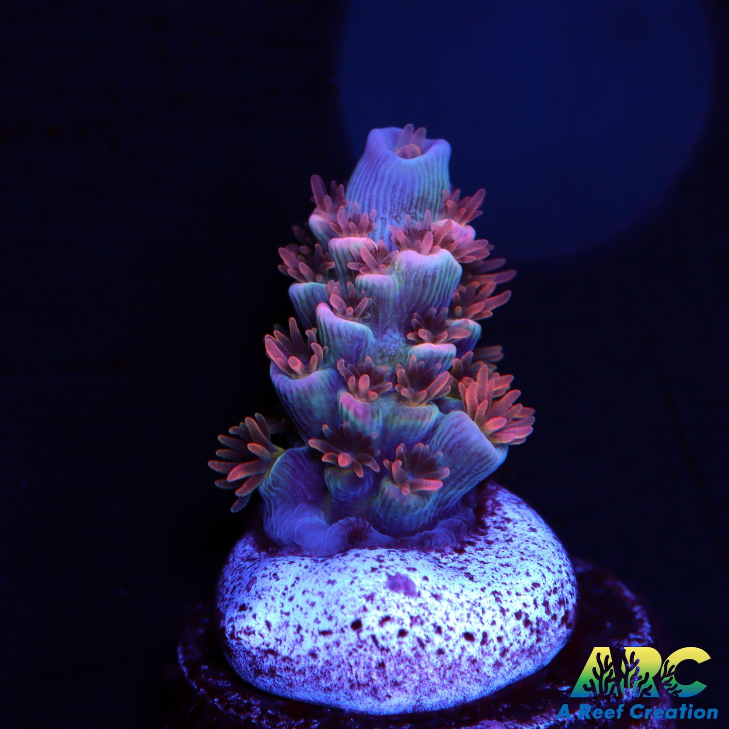 TGC Cherry Bomb – A Reef Creation