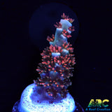 ARC Flame of Udun