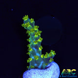 RRC Marvin The Martian