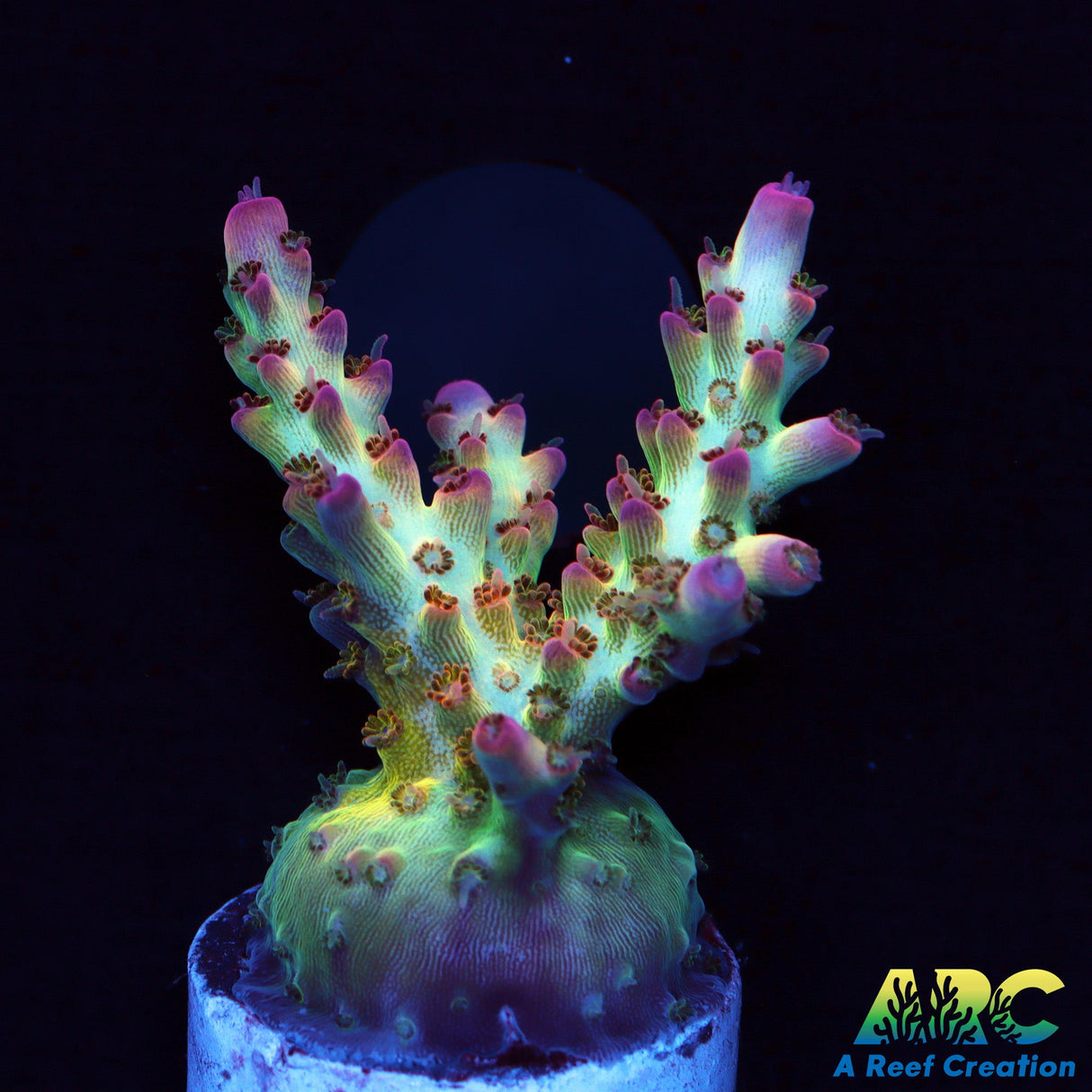 ARC Joe Cool Acro