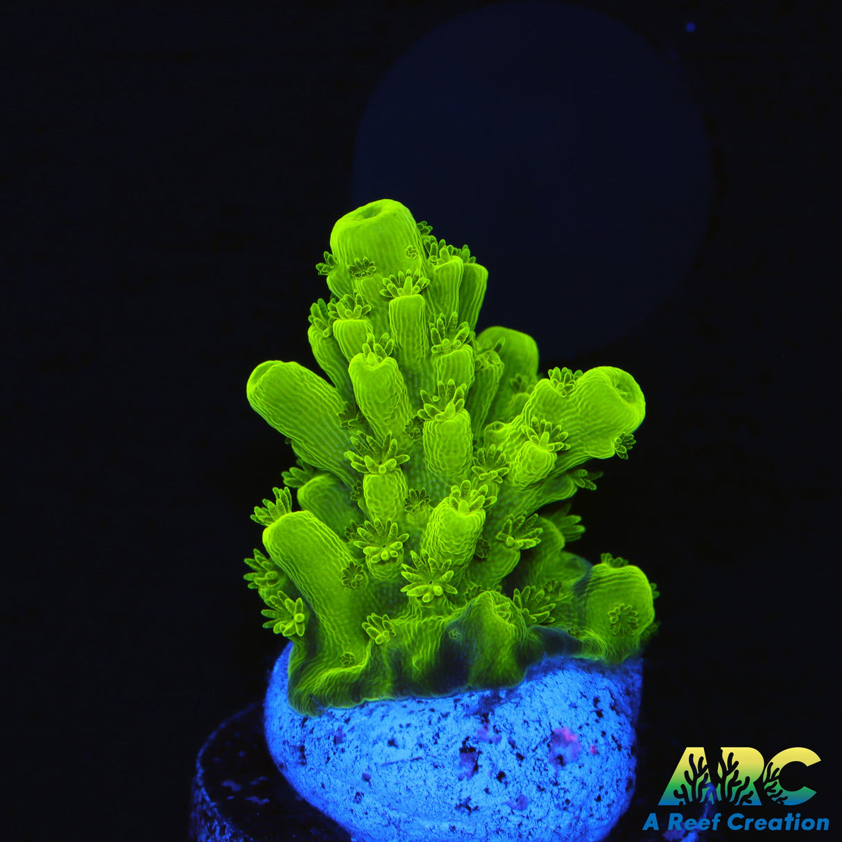 Jake Adam's Acropora Florida