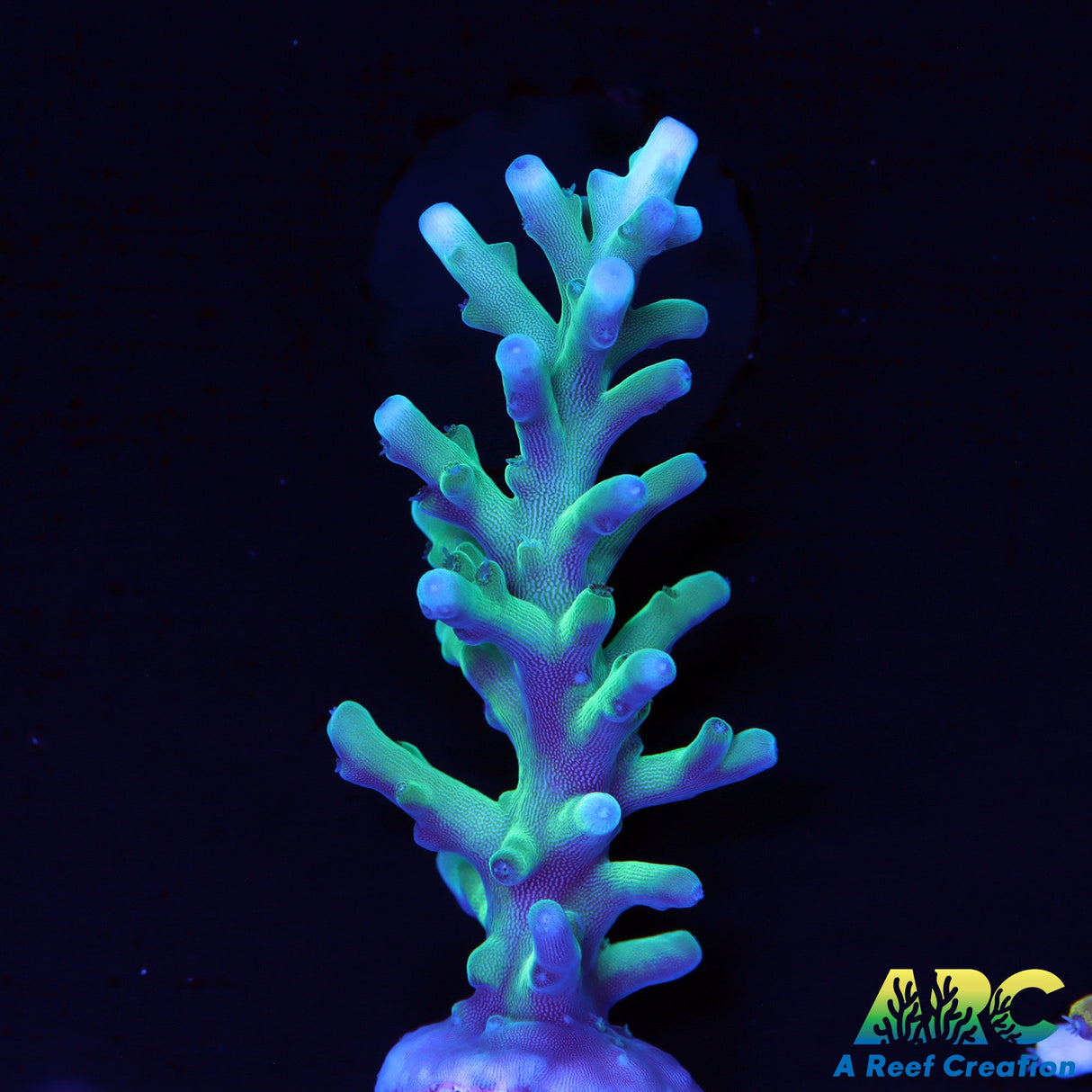 Sanjay's Blue Spruce