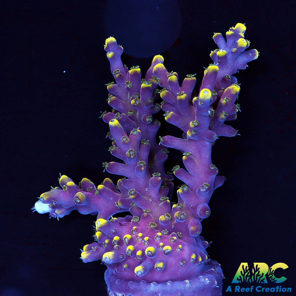 TCK New Dragon Acro