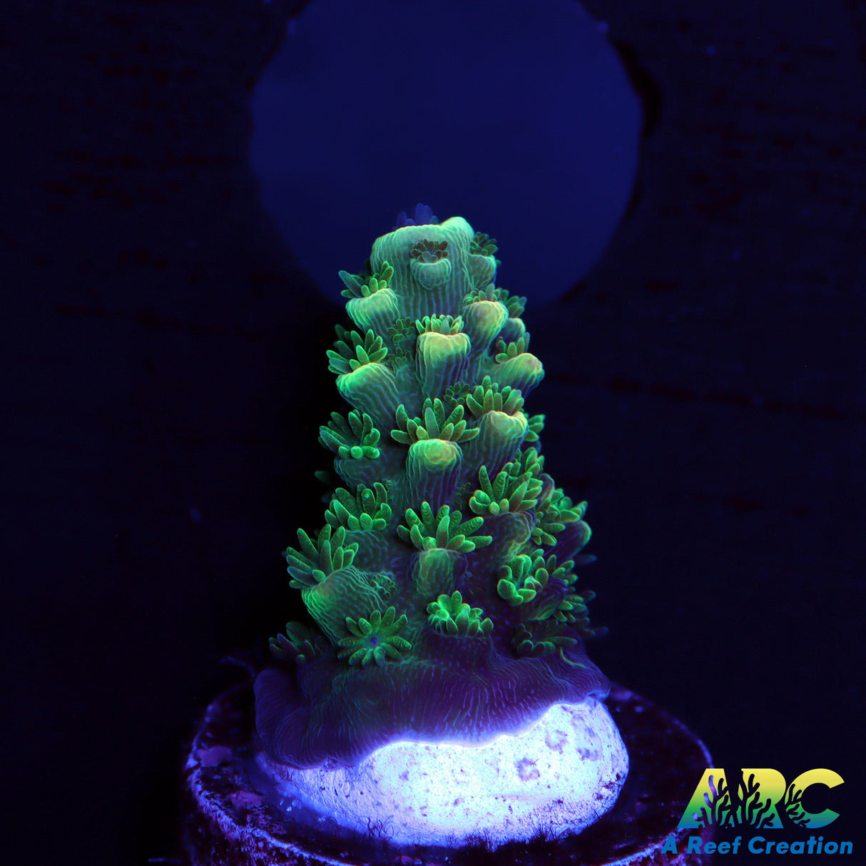 ARC Peachy Humilus