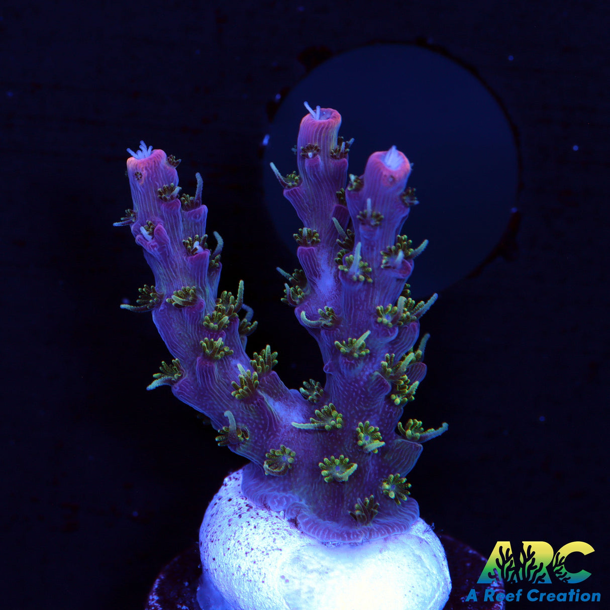 ARC Purple Hairy Monster