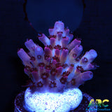 ARC Pomegranate Table