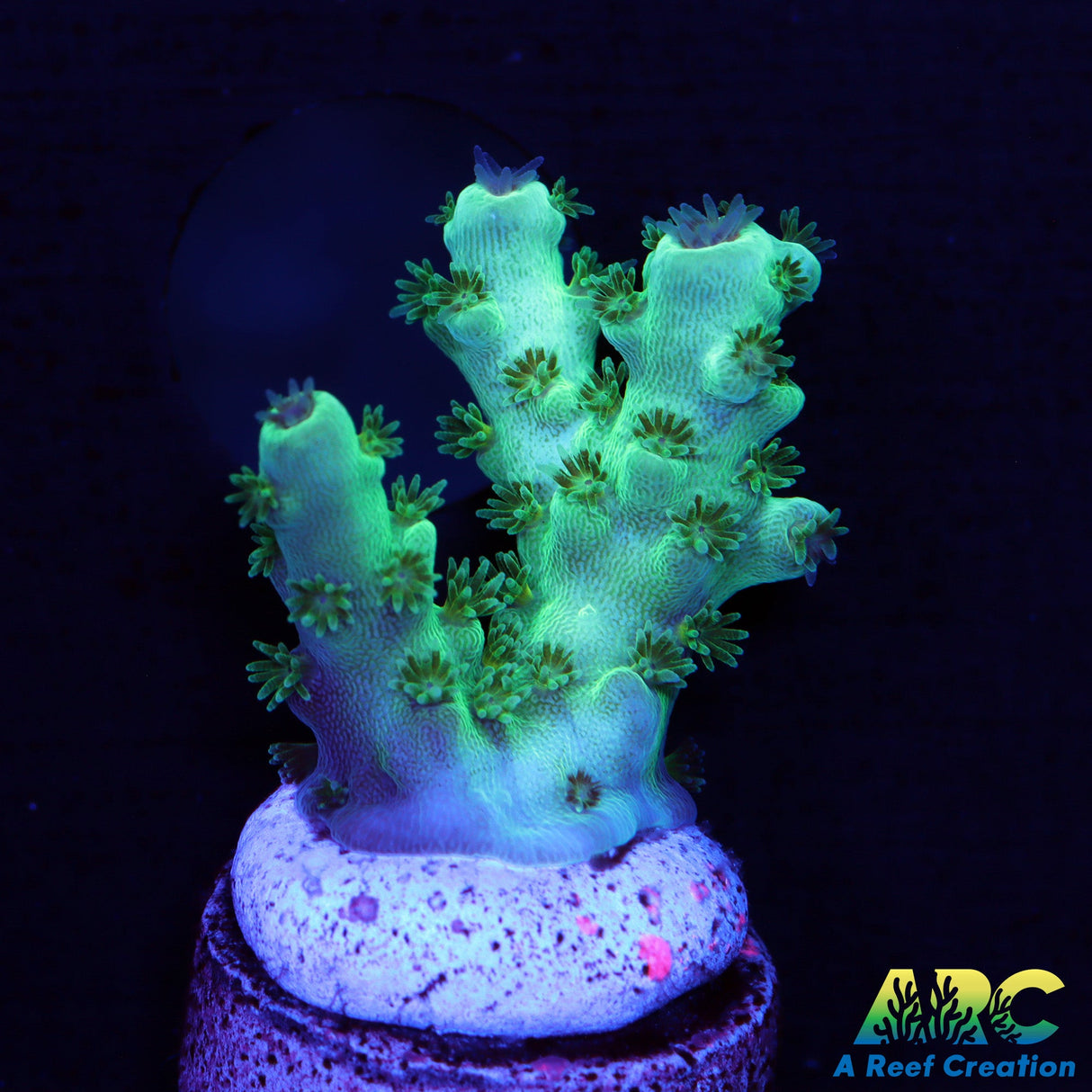 Sarmentosa Acro