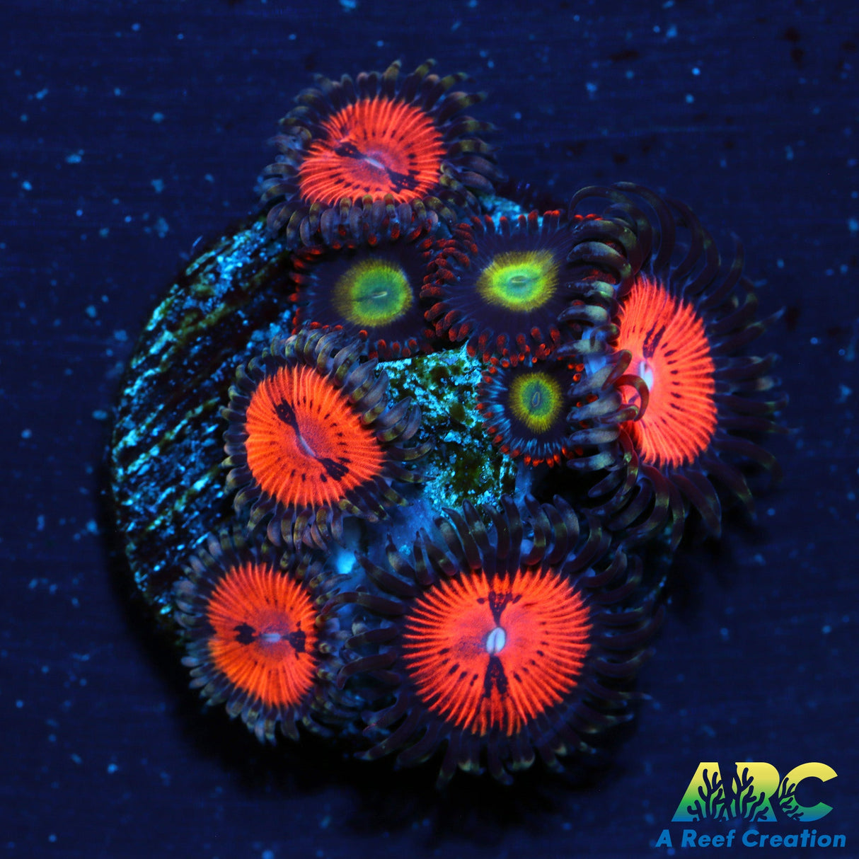 Bloodsuckers Circus Combo Zoas