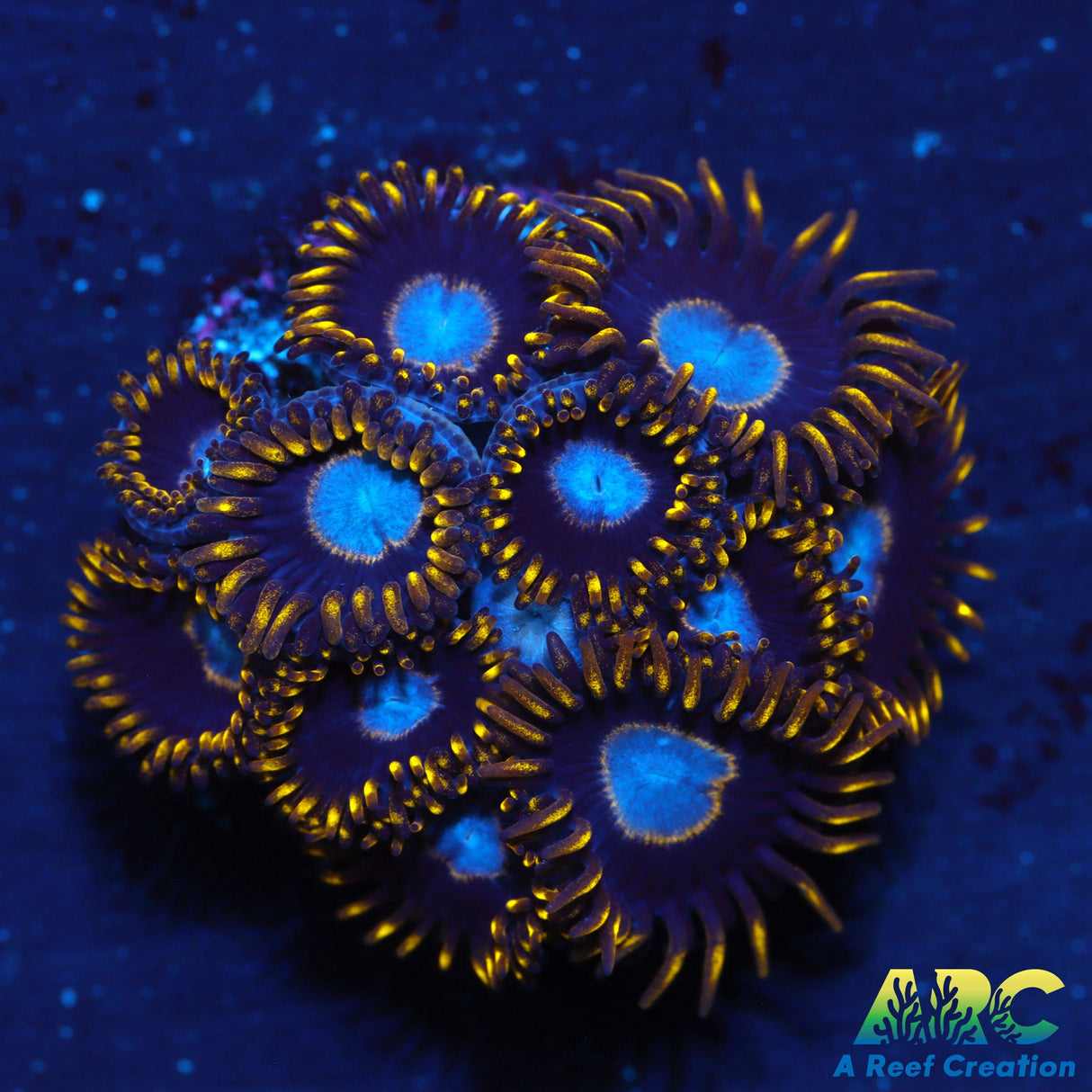 Frozen Hornets Zoas