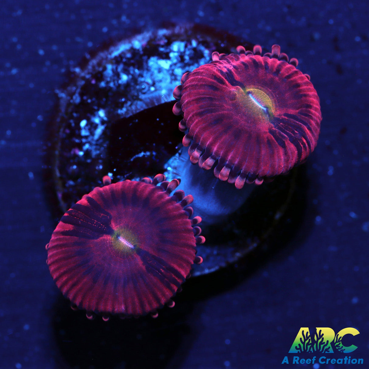 Cherry Blossom Zoas