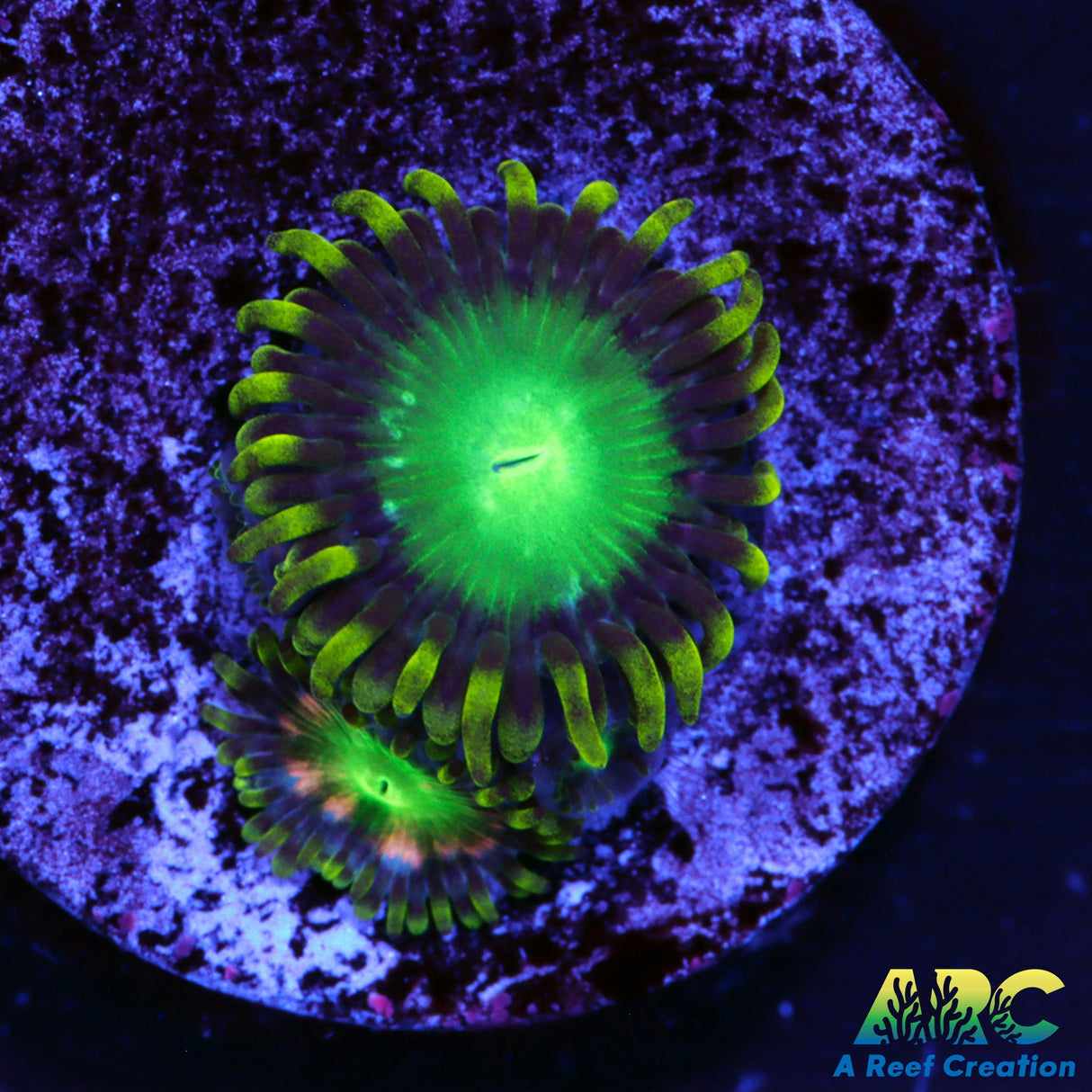 Radioactive Dragon Eyes