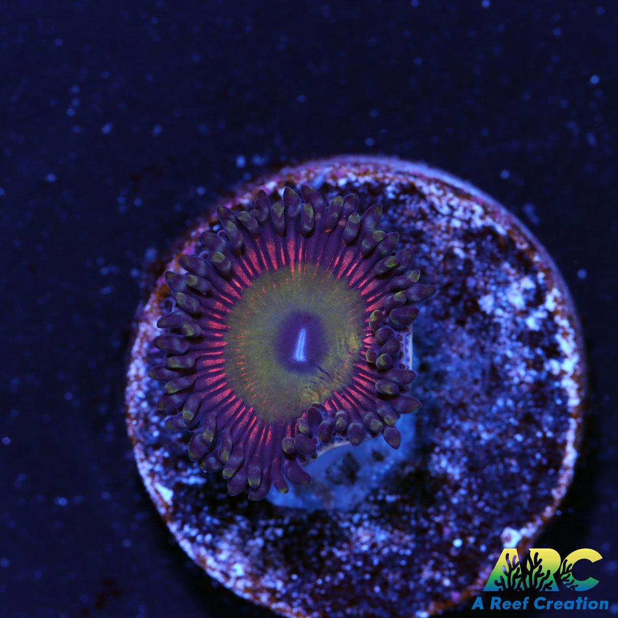 Candy Apple Green Zoas