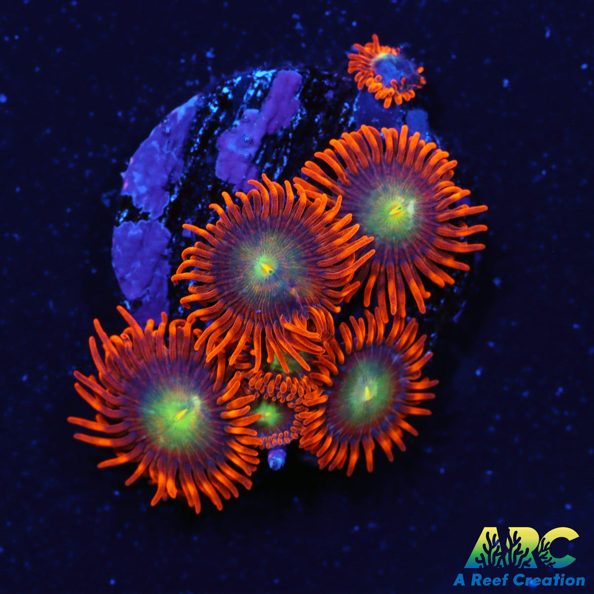 CC Mango Fusion Zoas