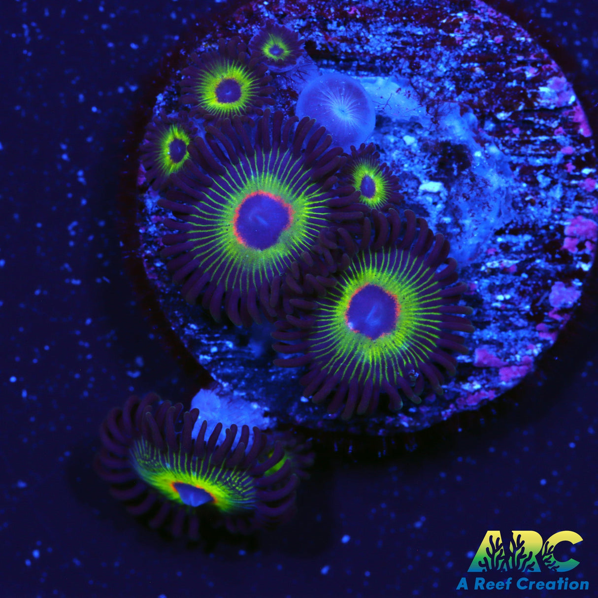 Bob Marley Zoas