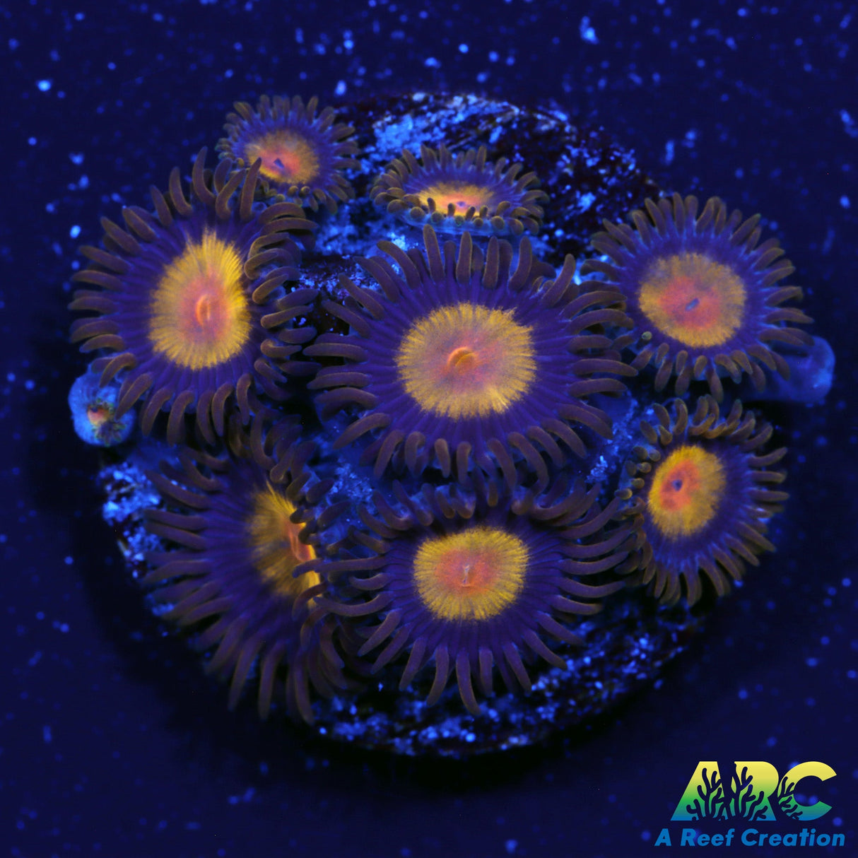 King Midas Zoas
