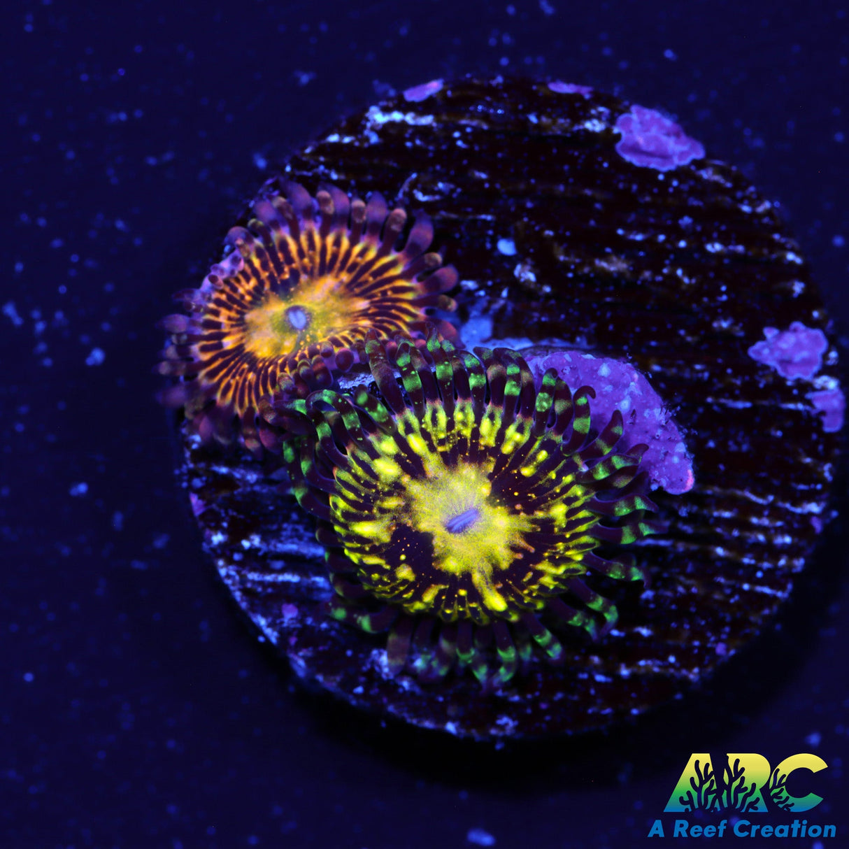 UC Grim Reaper Zoas