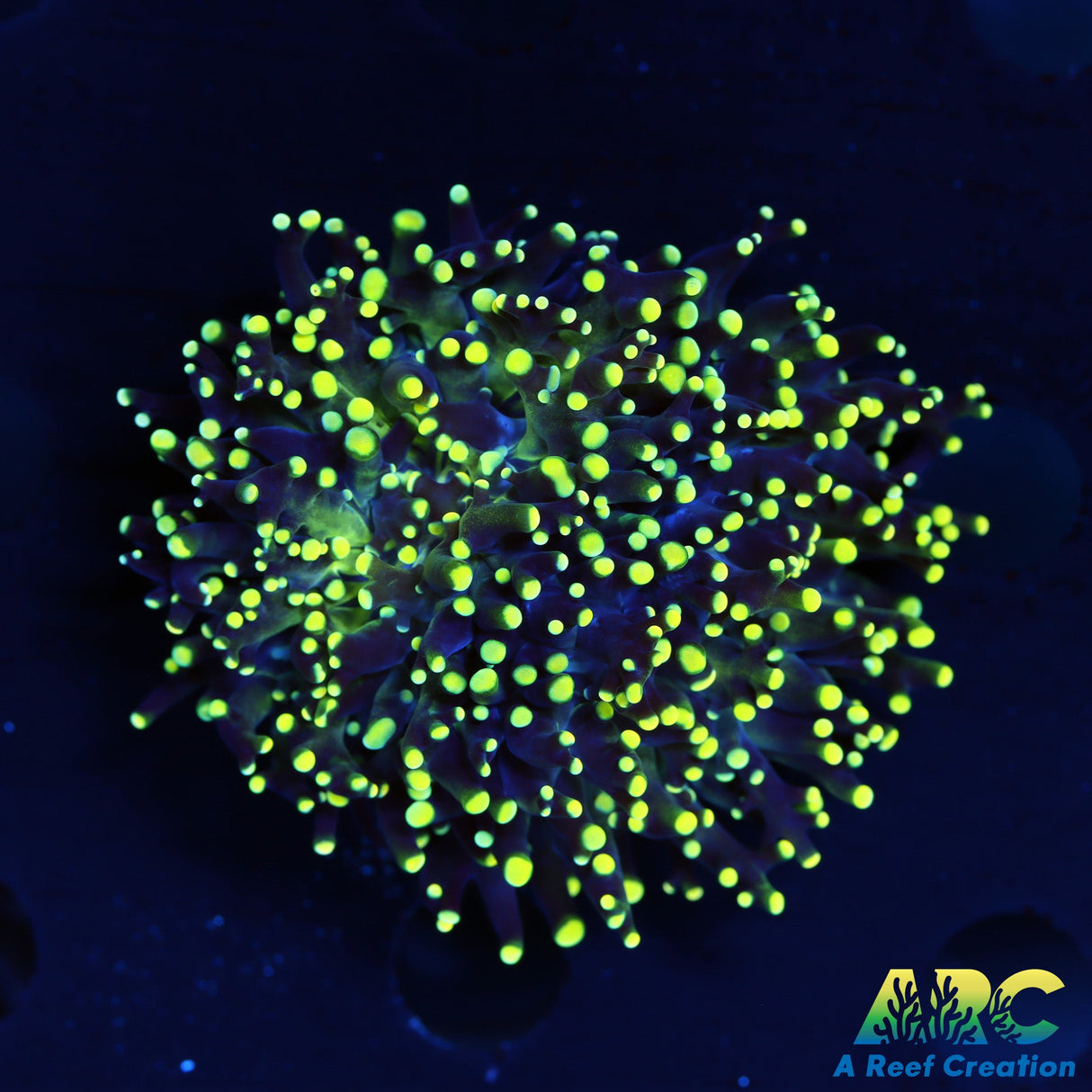 Green and Yellow Frogspawn