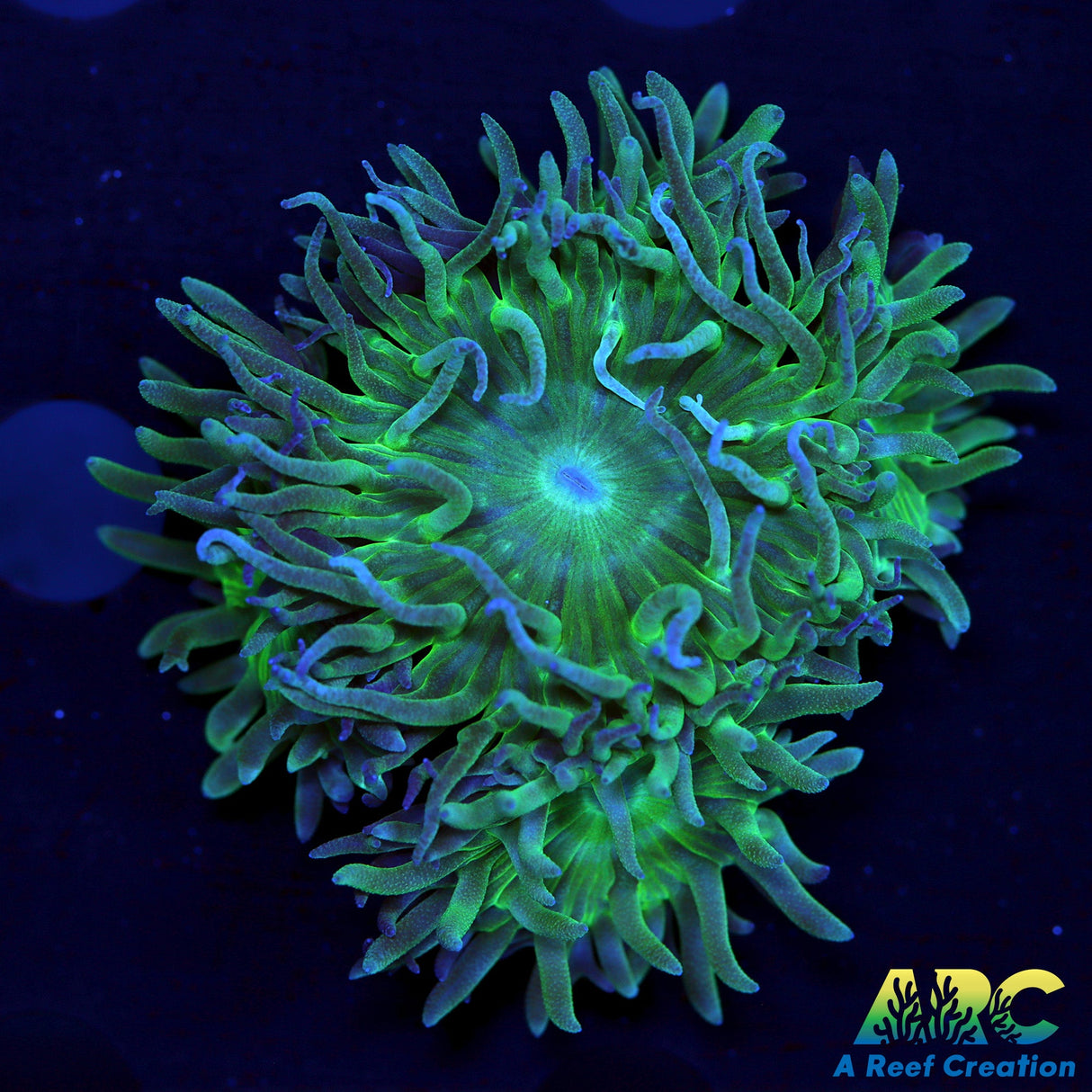 Multihead Green Duncan