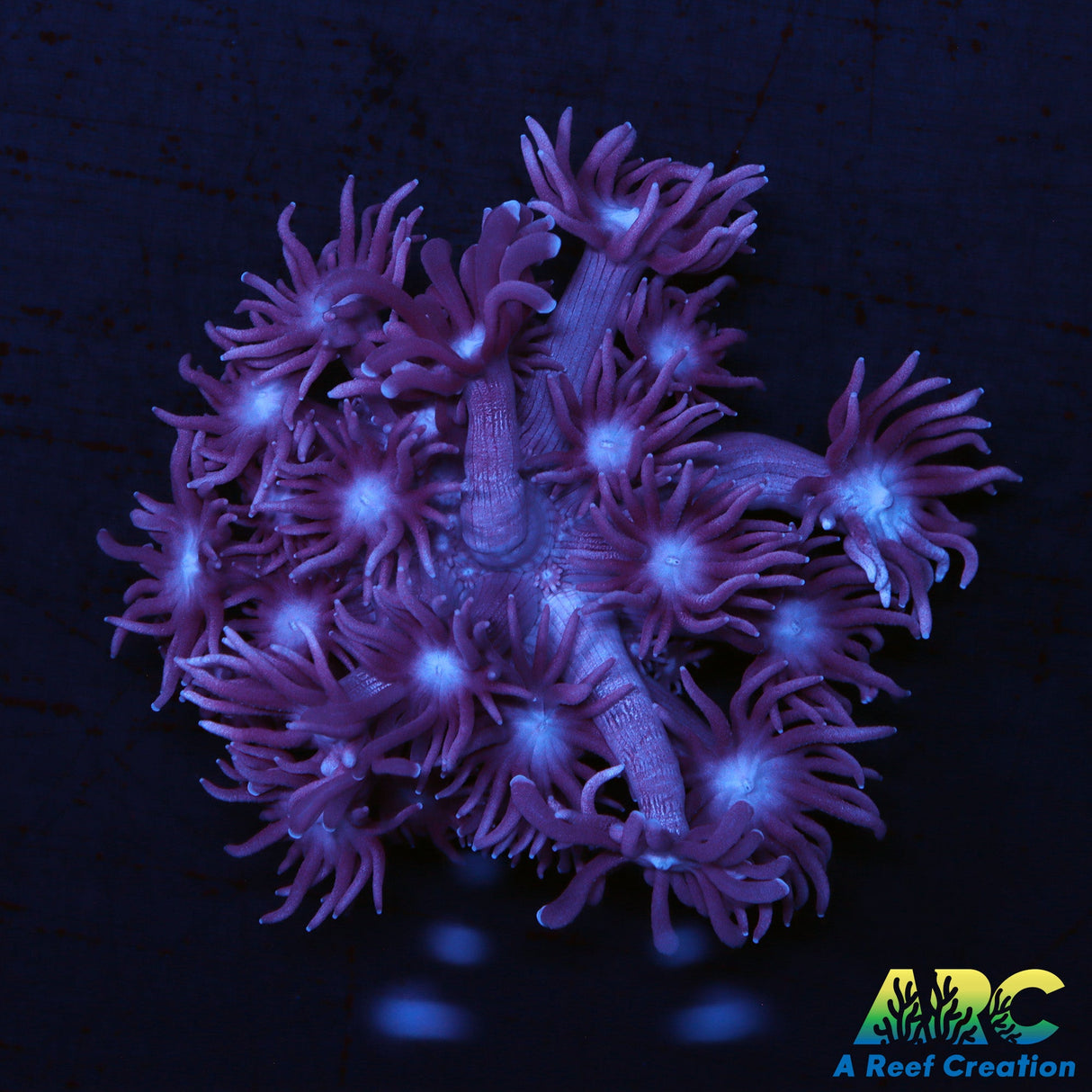 ARC Purple Goni