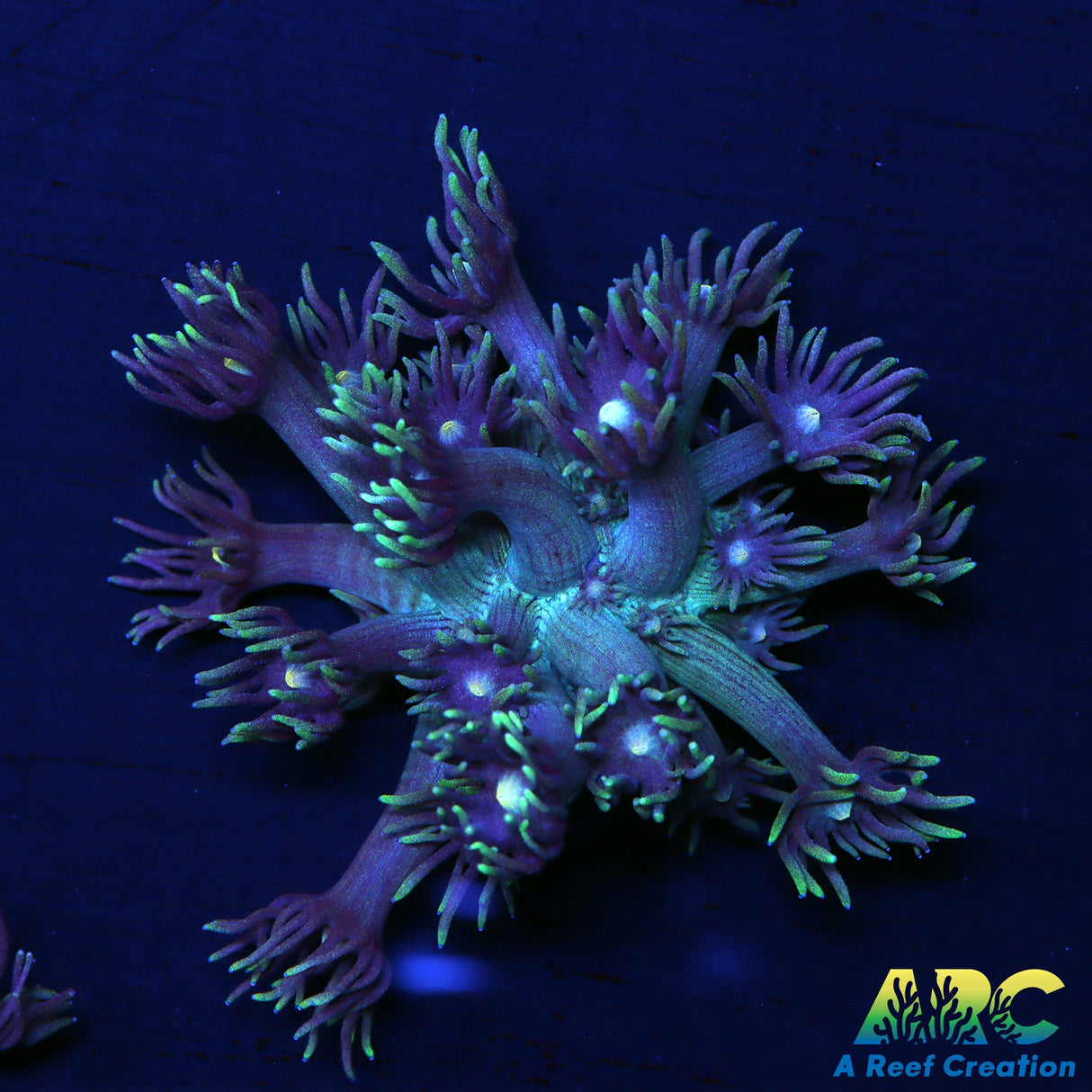 ARC Dirty Bubble Goni