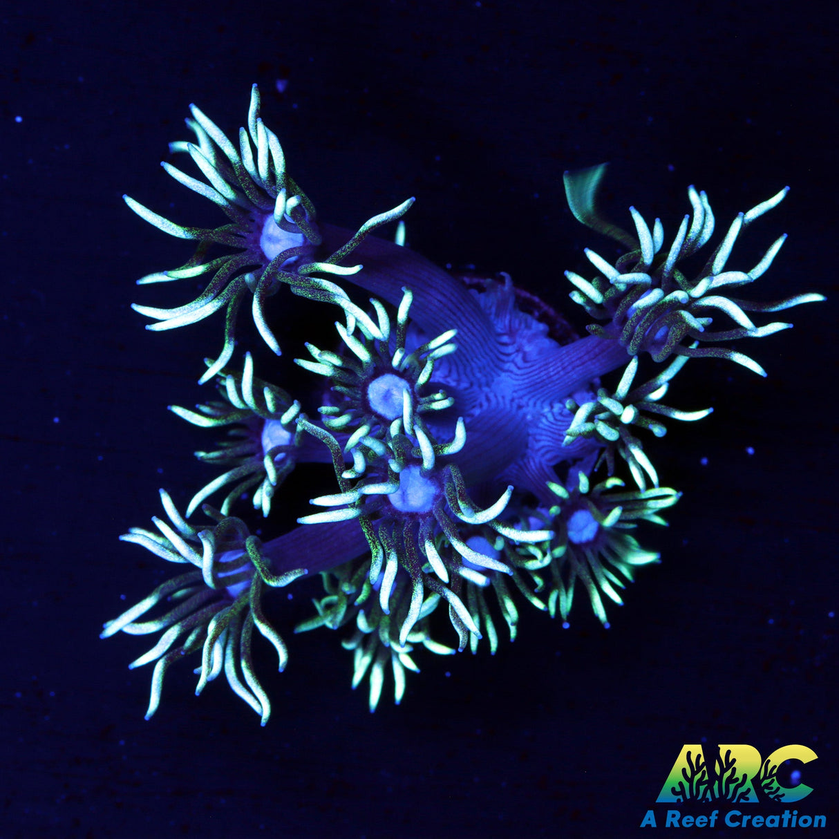 Black Light Goni