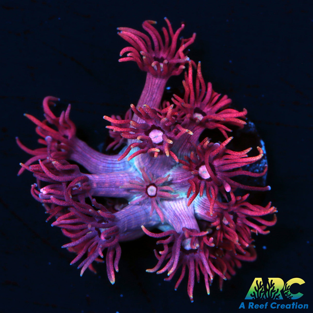 ARC Black Berry Goni