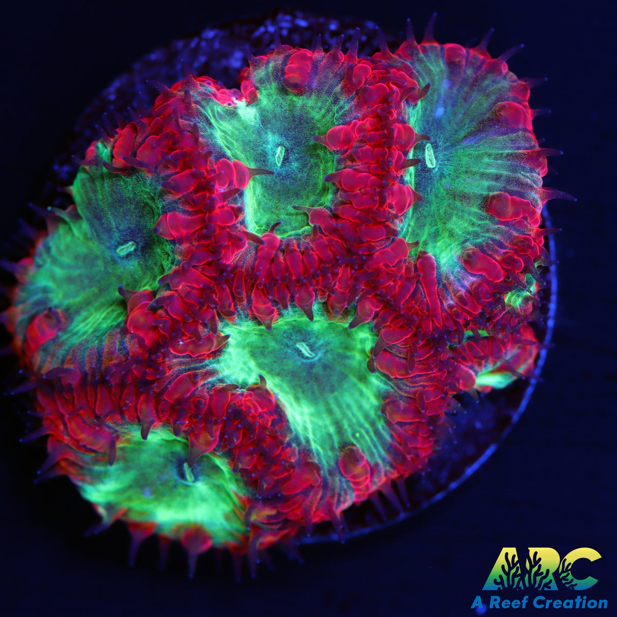 Rainbow Blasto Wellsi